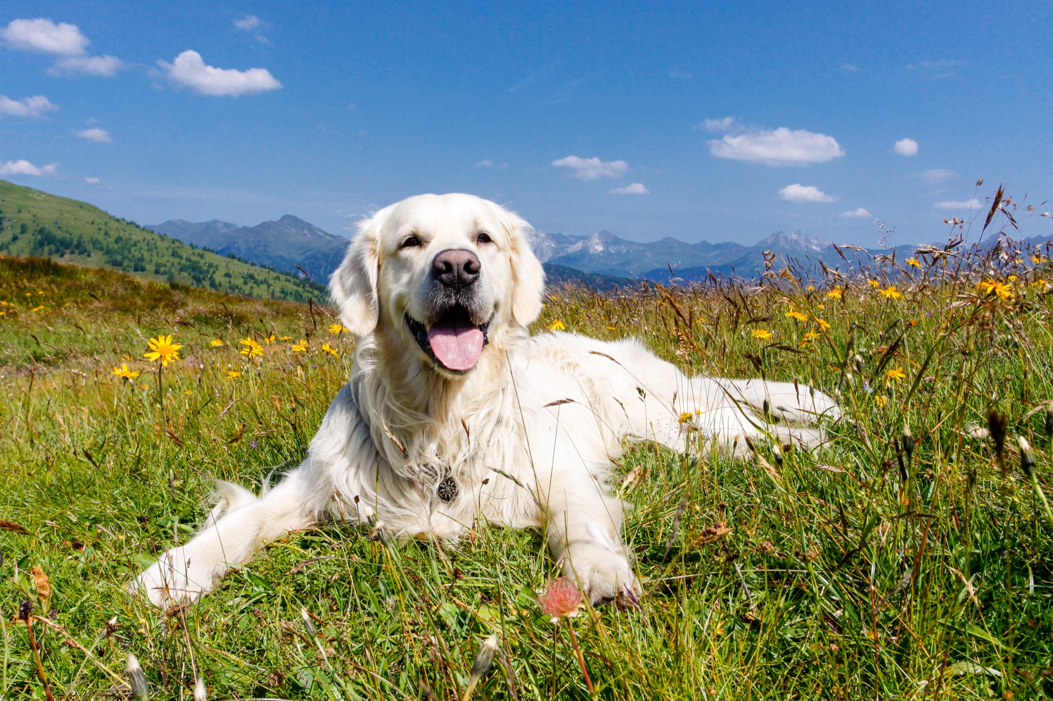 Cane in un prato fiorito